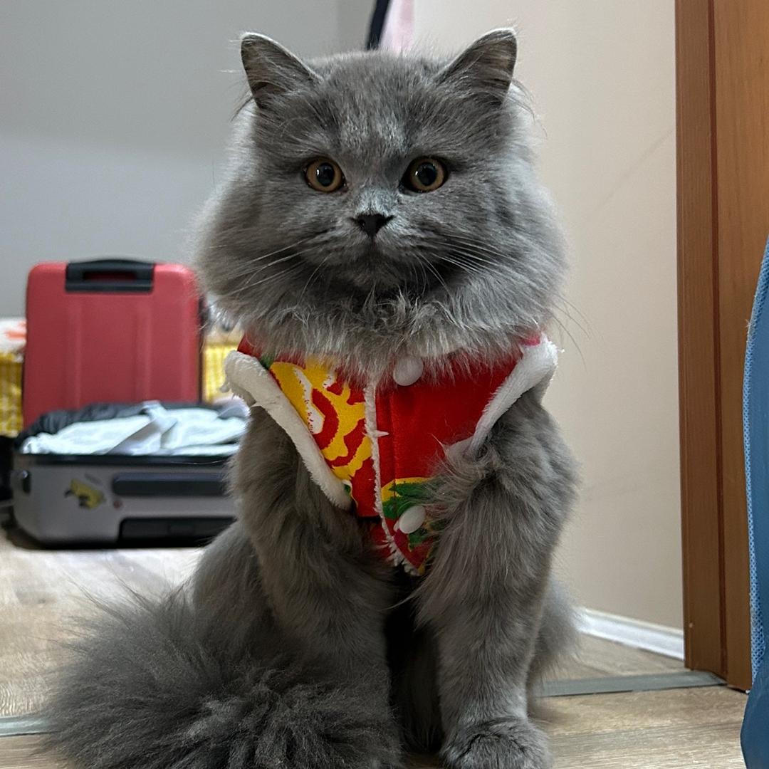 暴躁小毛猪