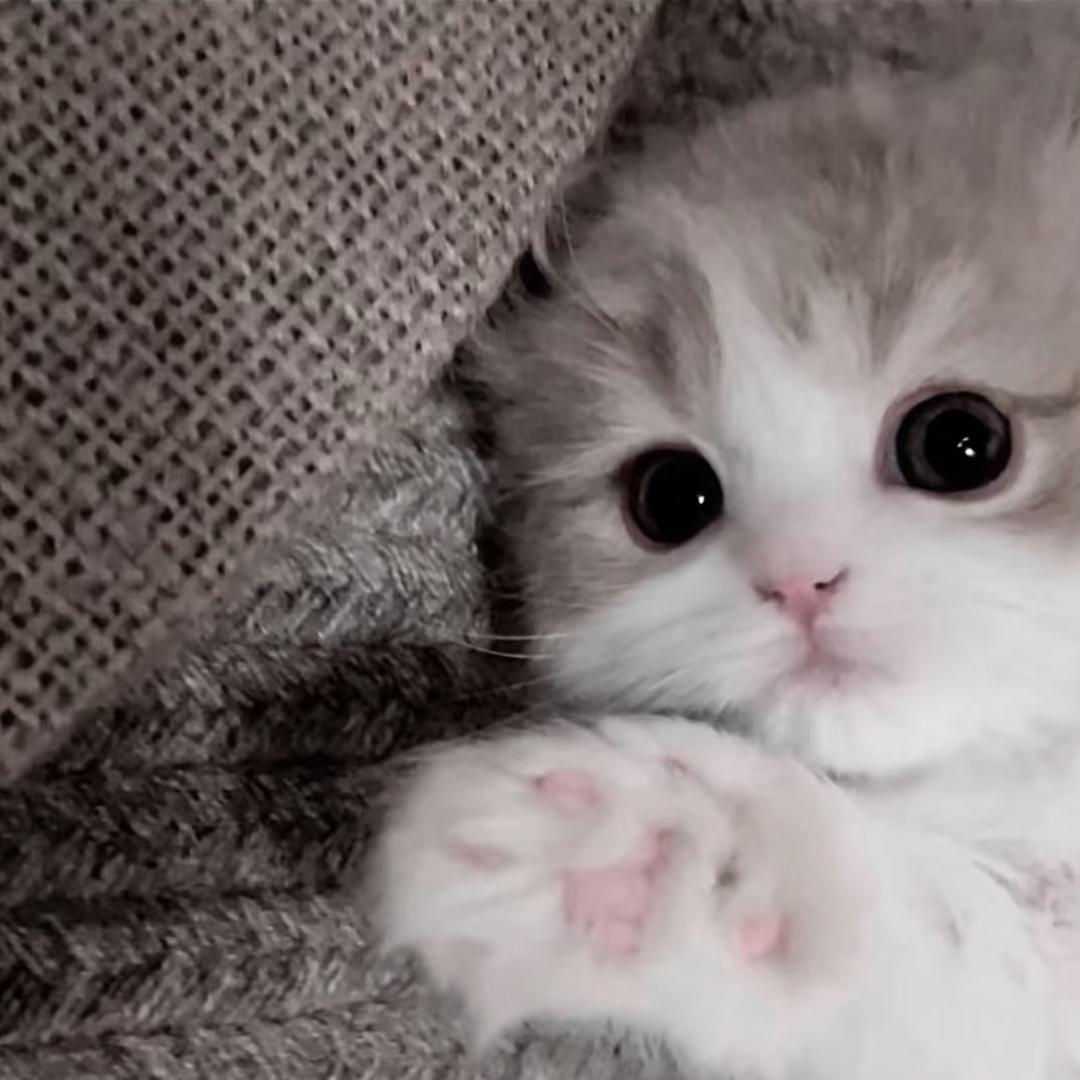 我的萌天下无敌