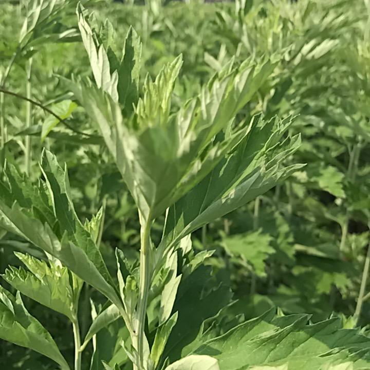 蕲保珍艾