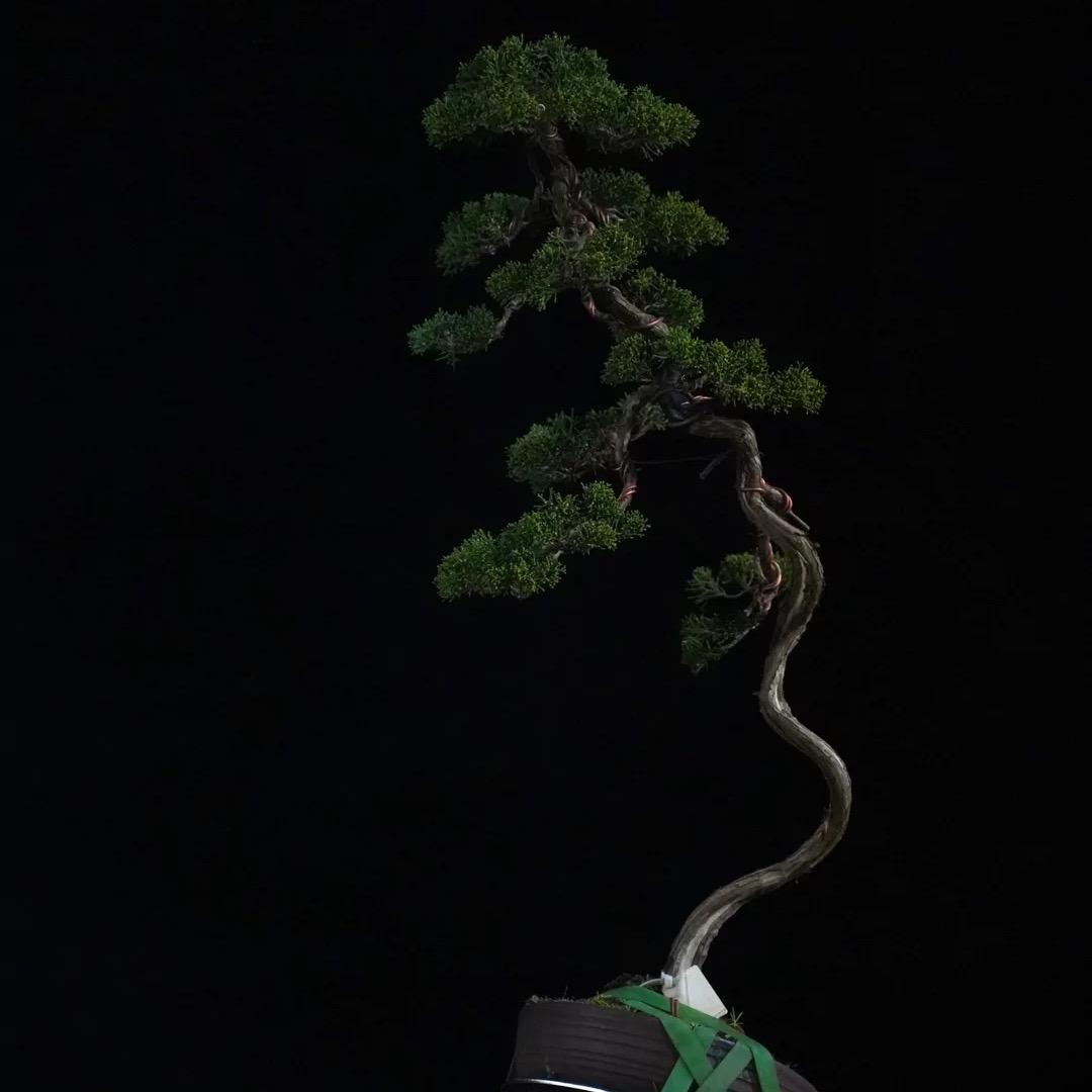 大洋玛丽销售号