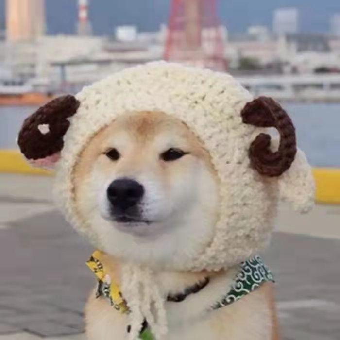 修炼千年的哈士奇