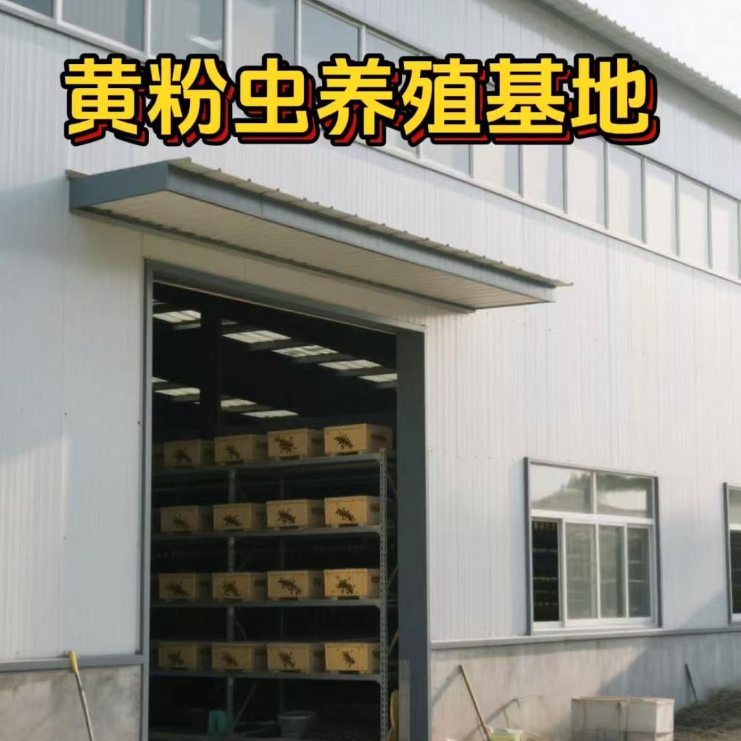 大汉黄粉虫养殖基地