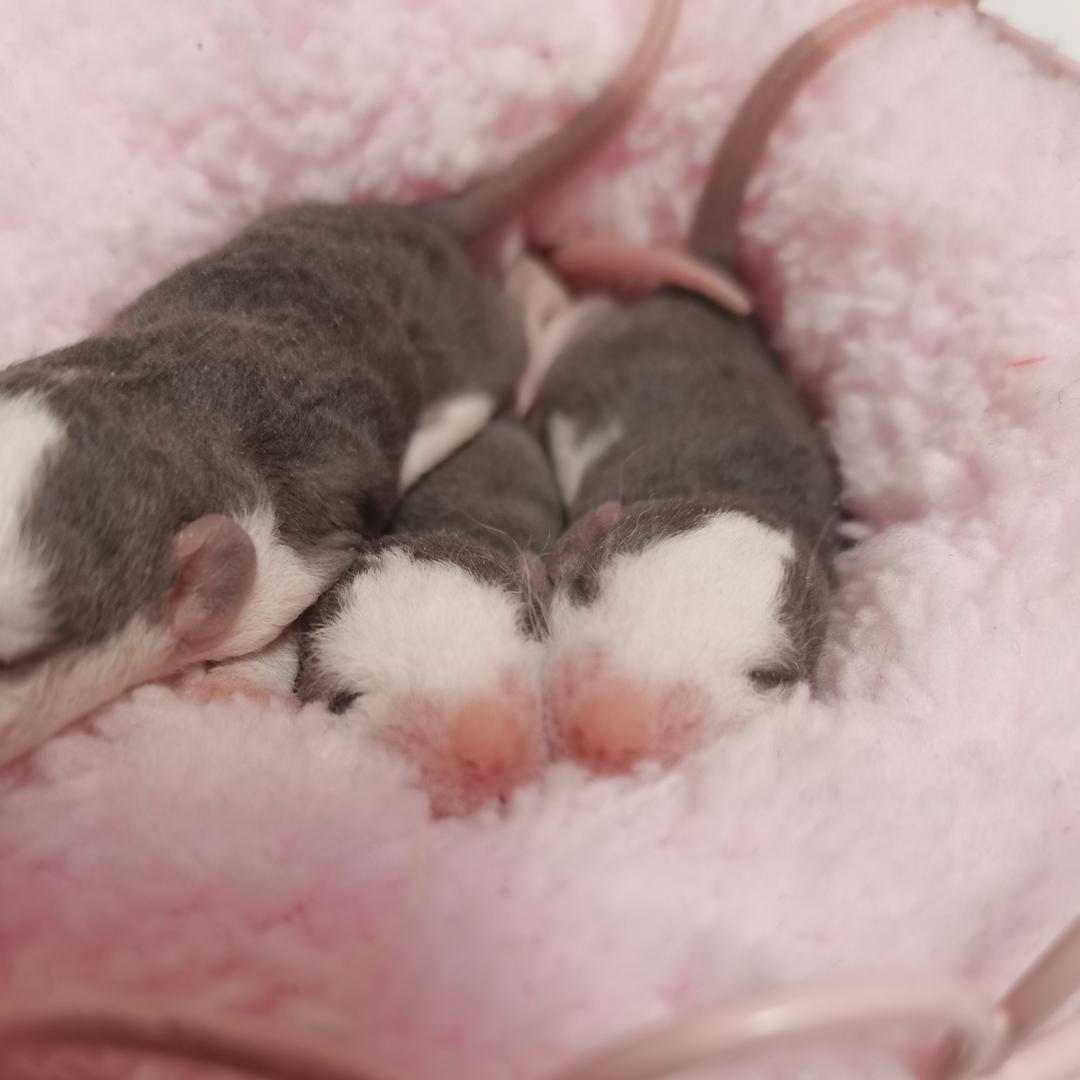 温州人卖鼠条（蹲鼠私）