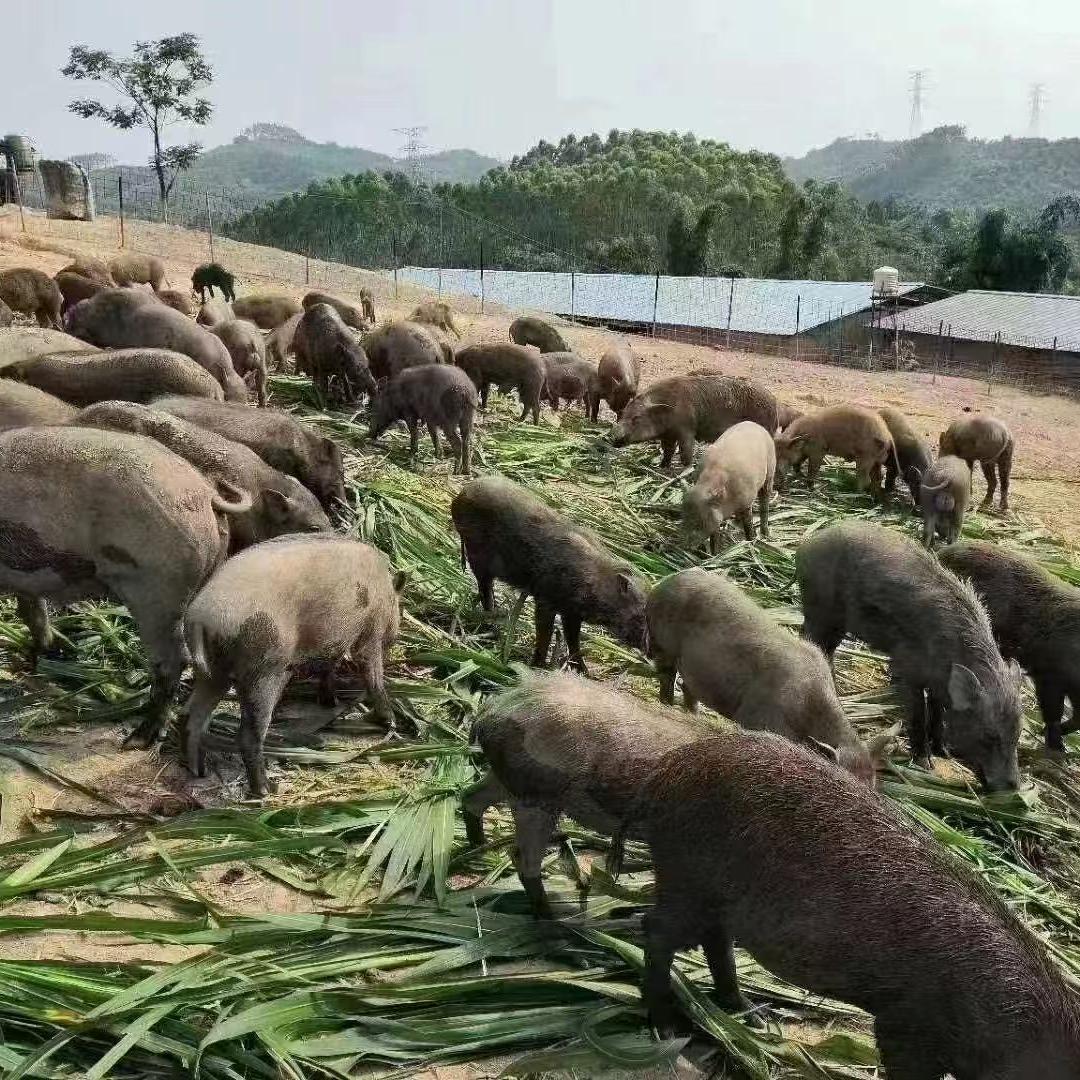 开心秾场