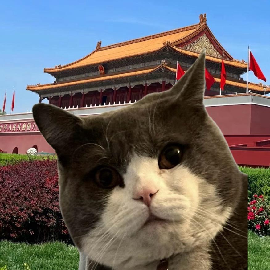 小猫老弟