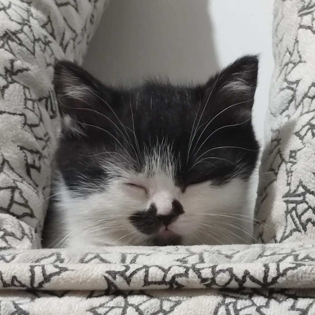 八嘎猫（铲屎官努力学习版）