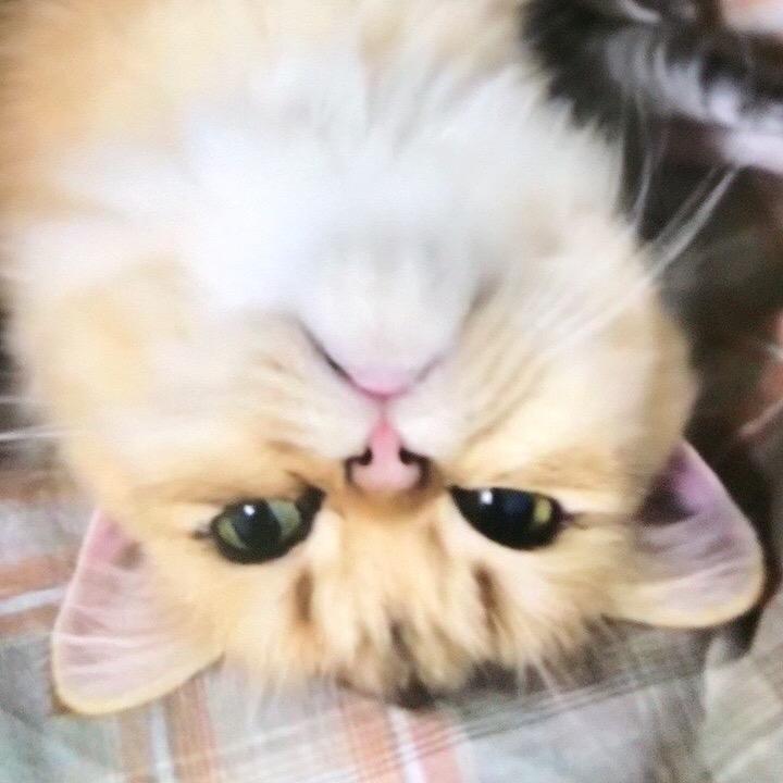 小金子与它的四个娃