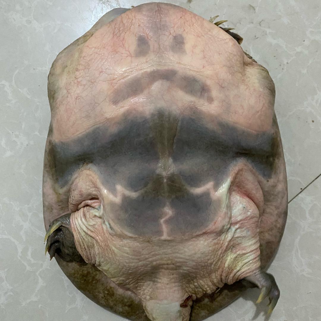 出售野生甲鱼、