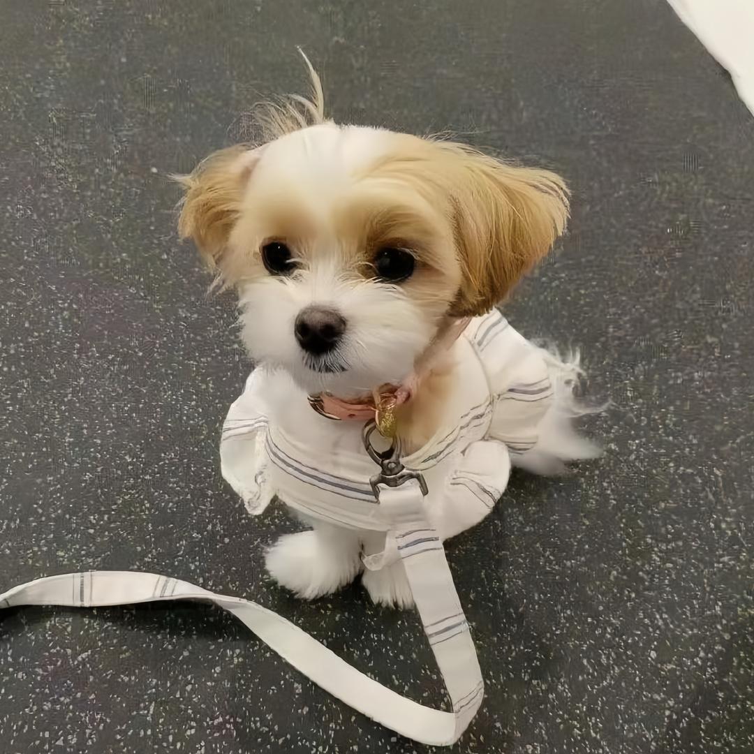 灰猫警长