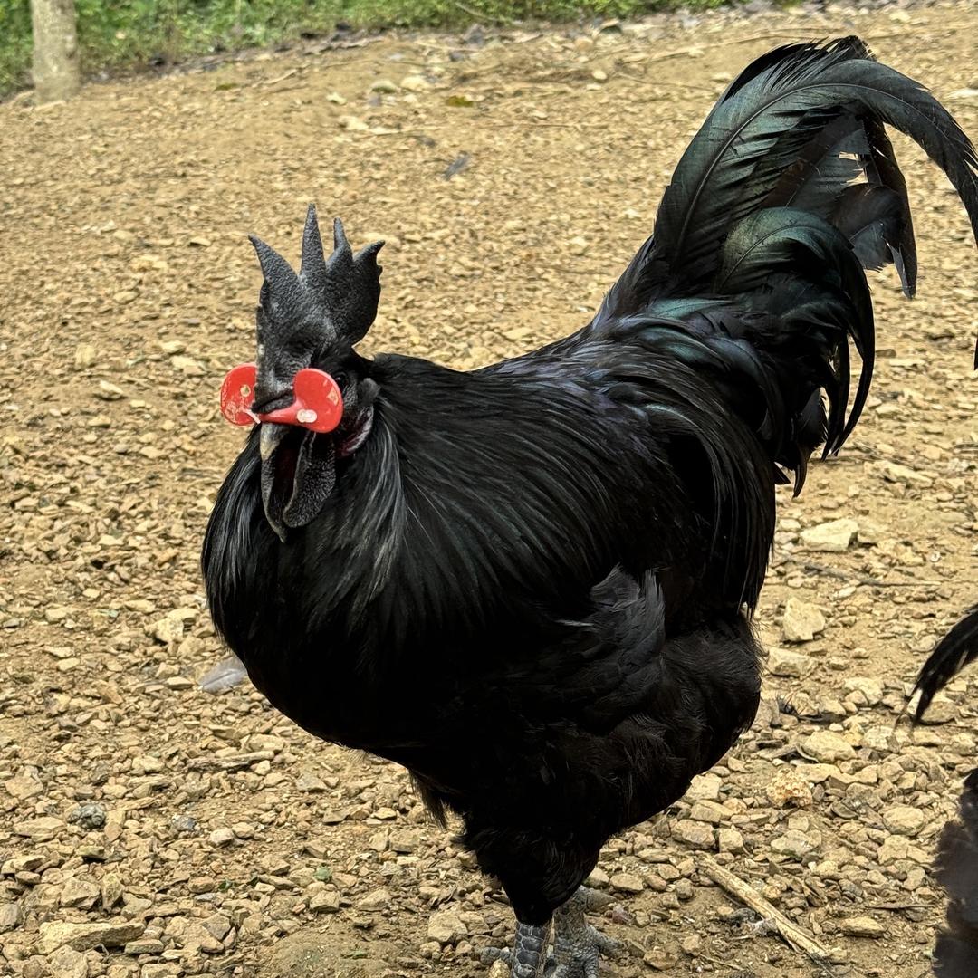 云南原始乌凤土鸡