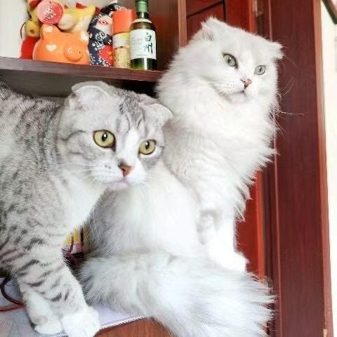 不粘人的三只猫