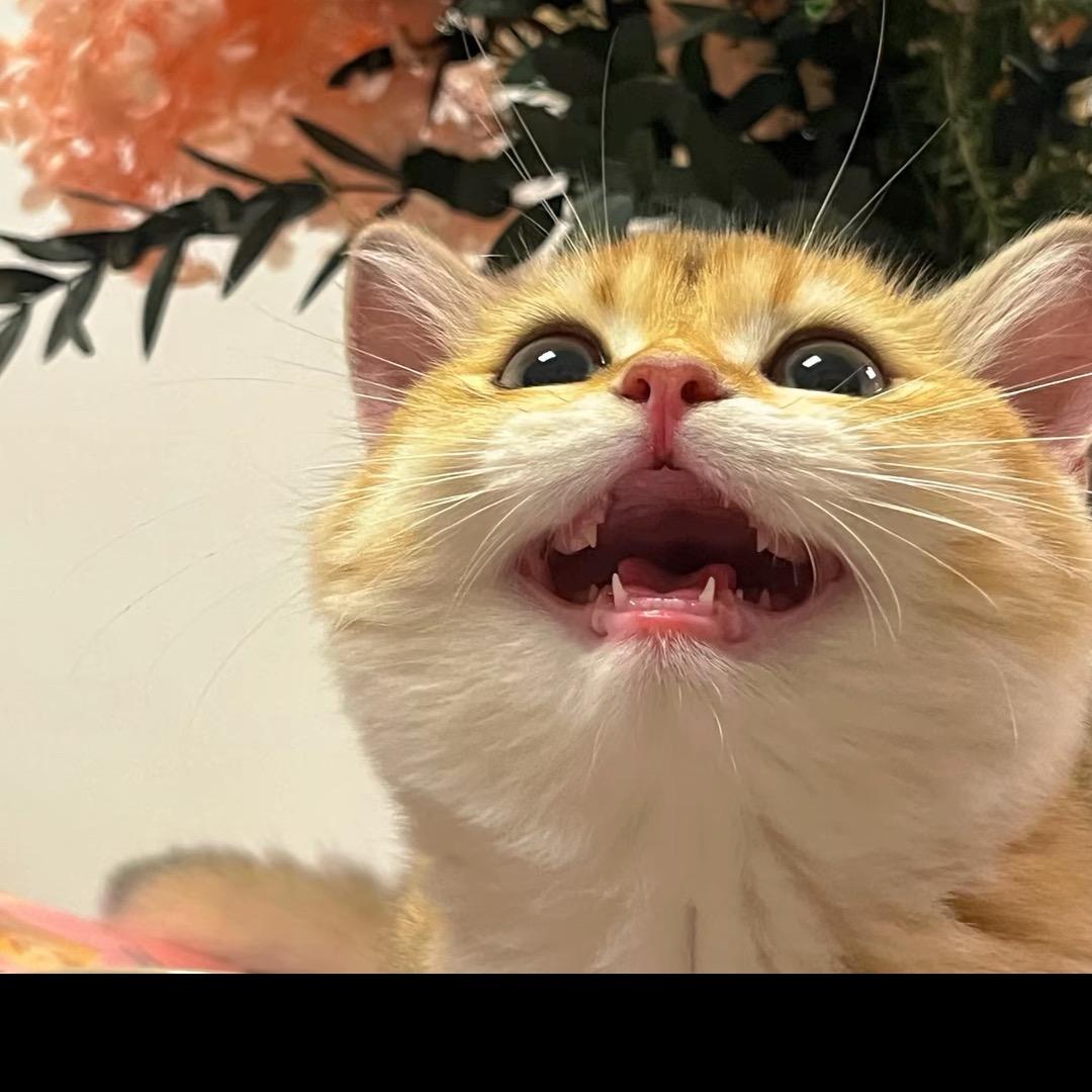 Gloria