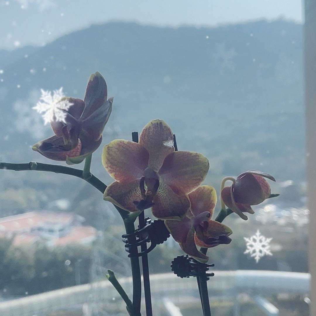 花语精选好物