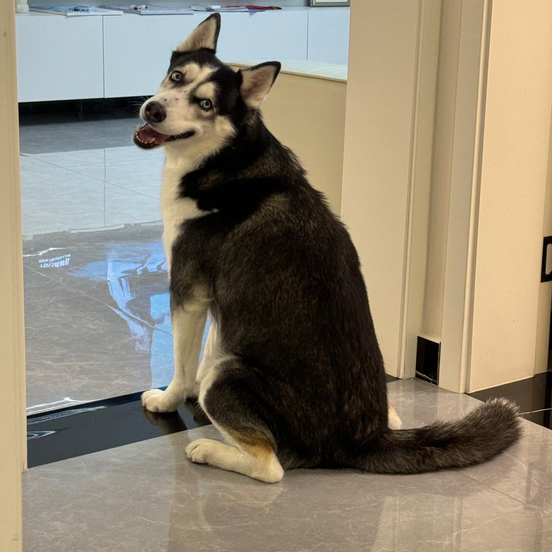 开心是只哈士奇