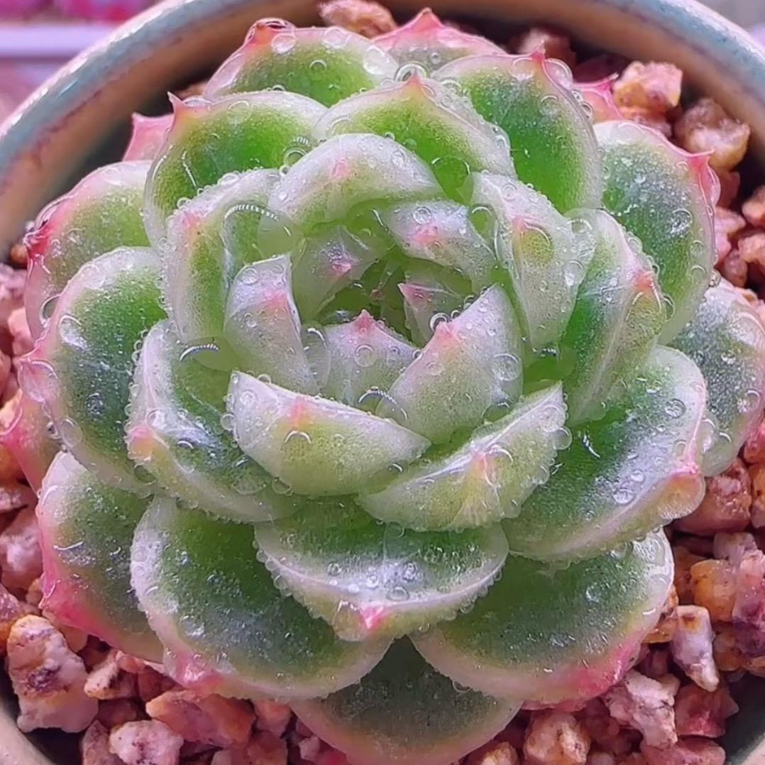 源缘