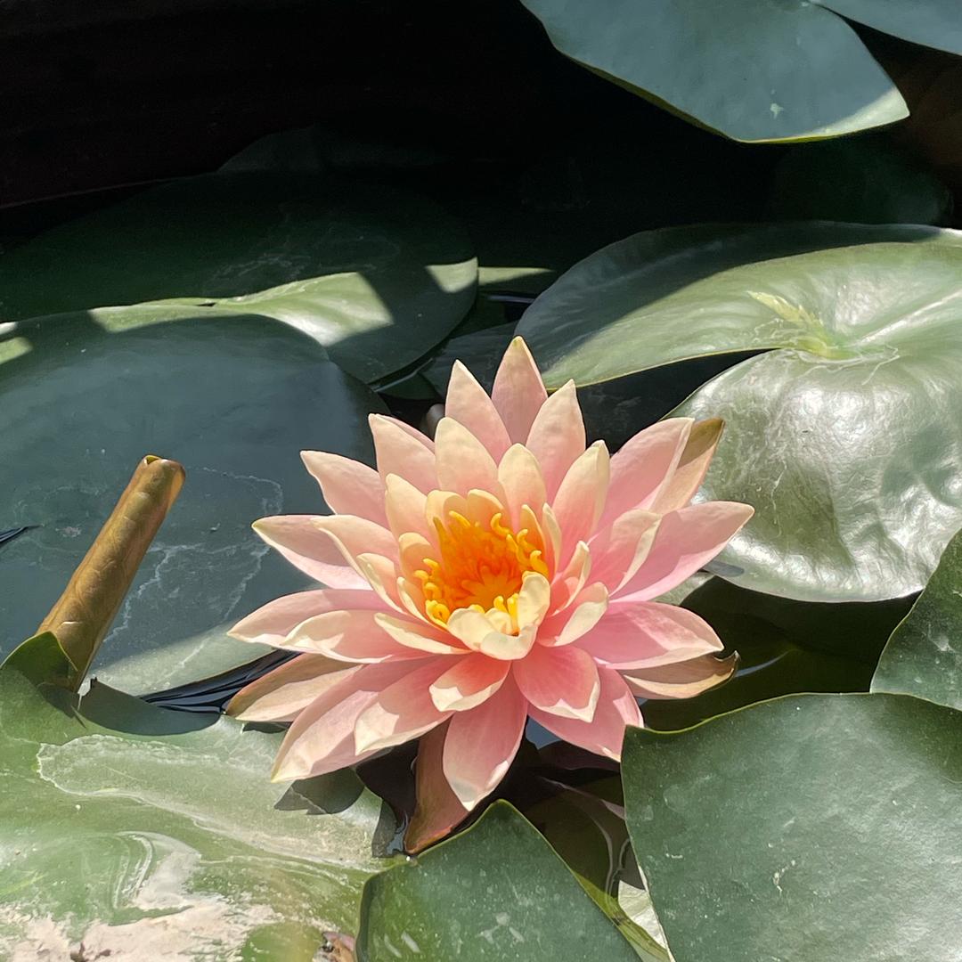 刘什么刘