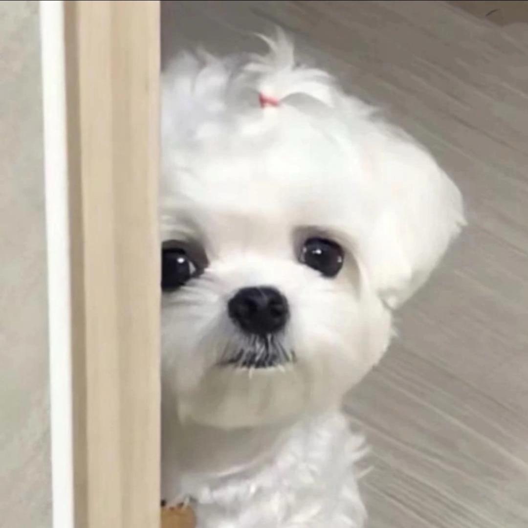 石家庄小美