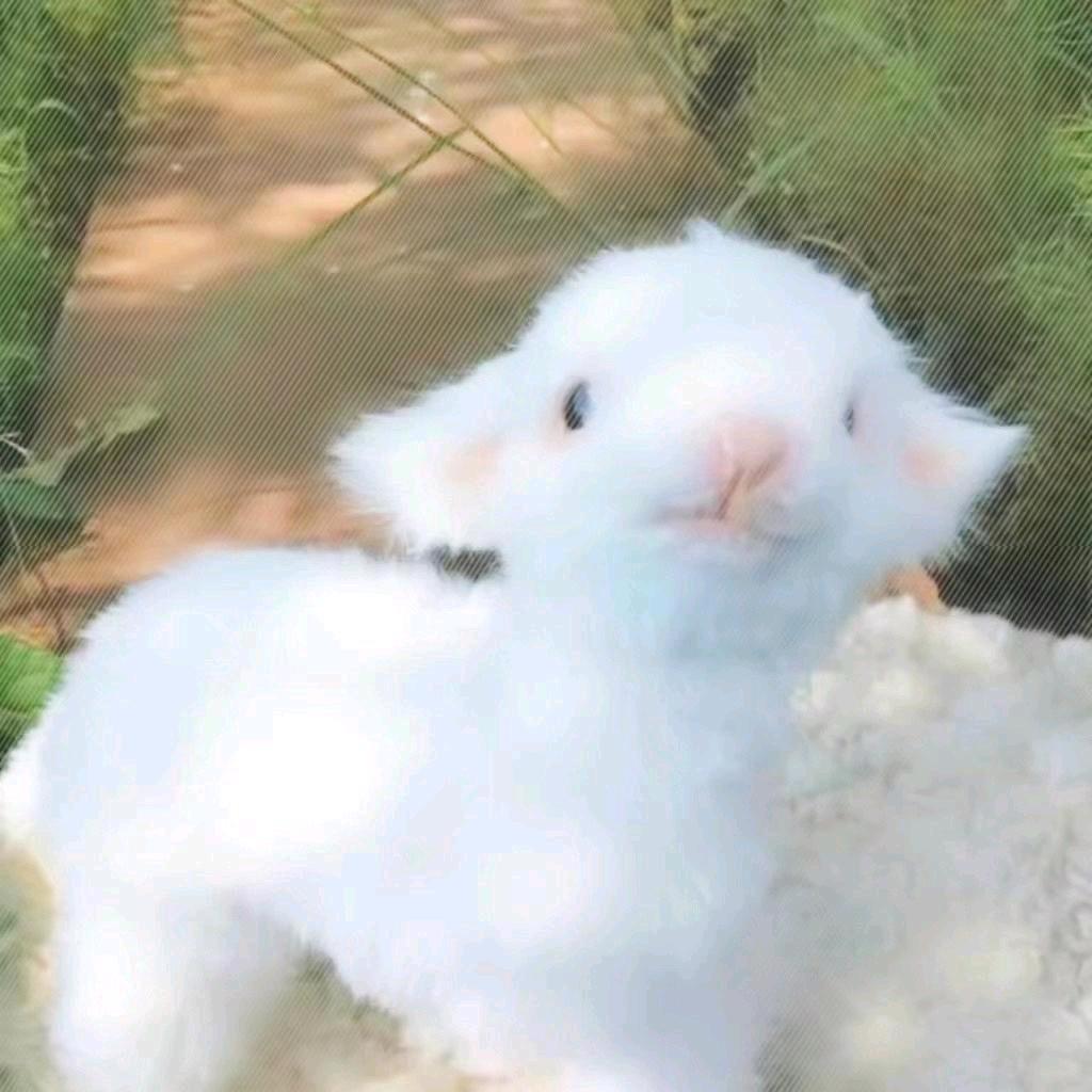 饭团小糕cs2