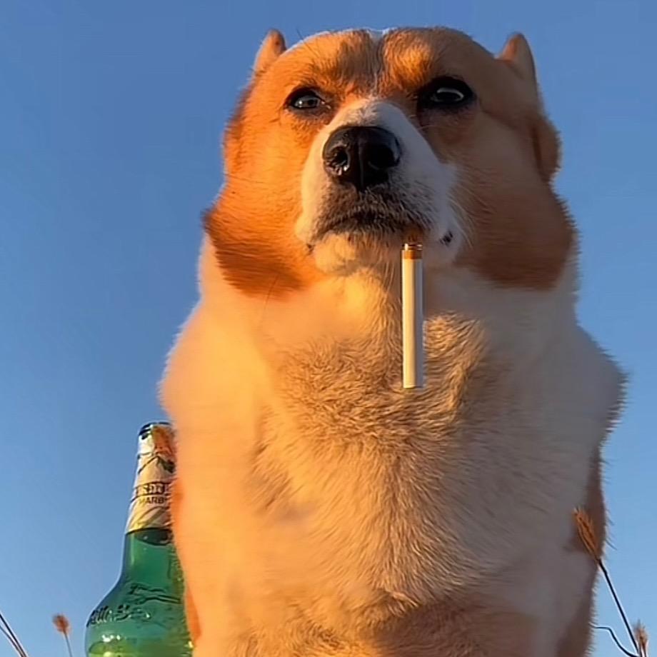 喵桑