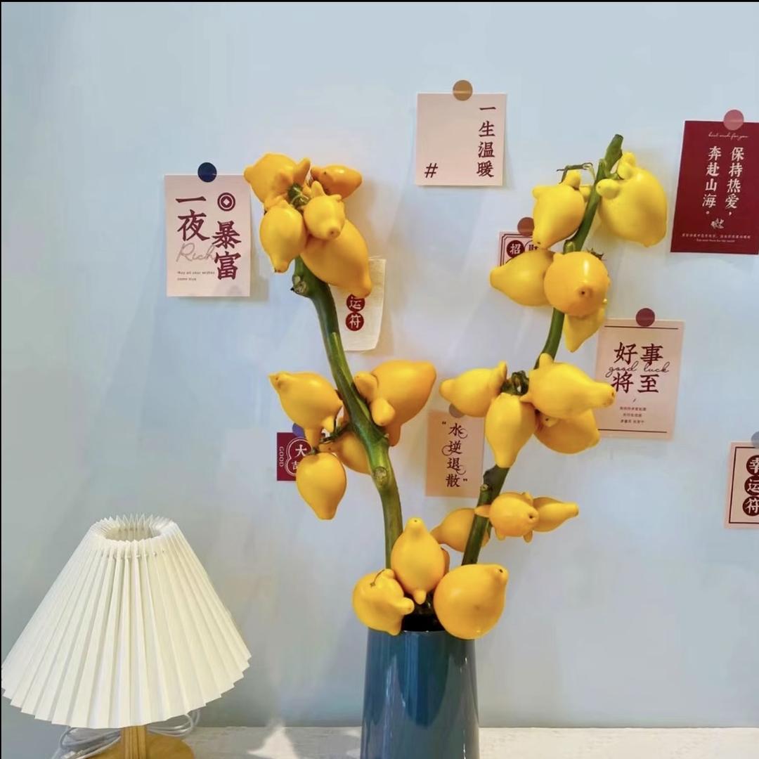 云屿汐花卉