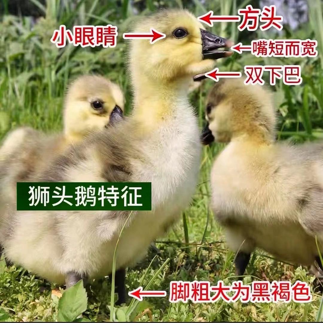 德邻技术指导均哥