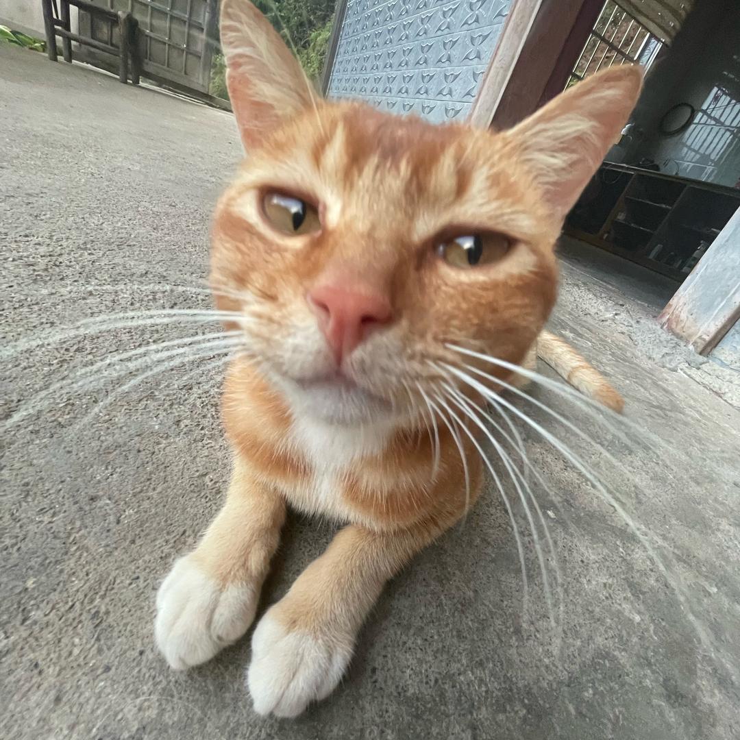 泡泡咪