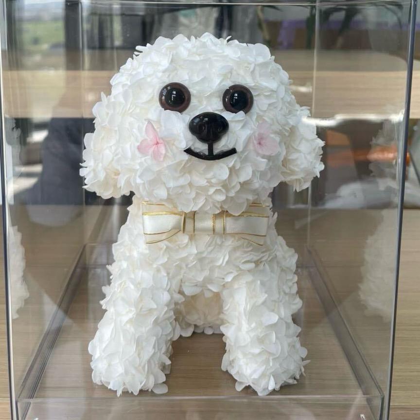 珊珊小姐的永生花