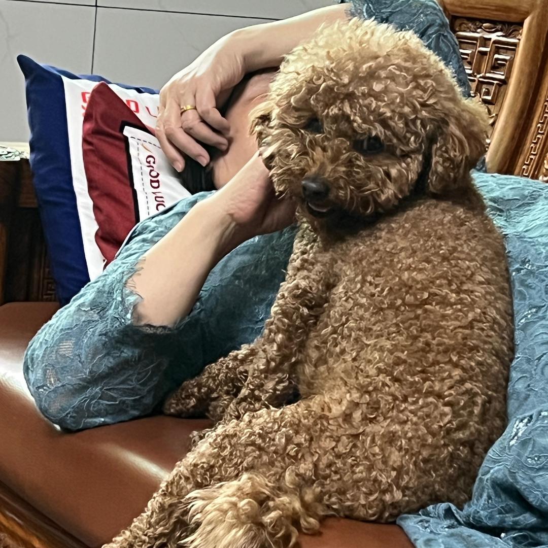 肥丁丁是最可爱的绿茶🐶