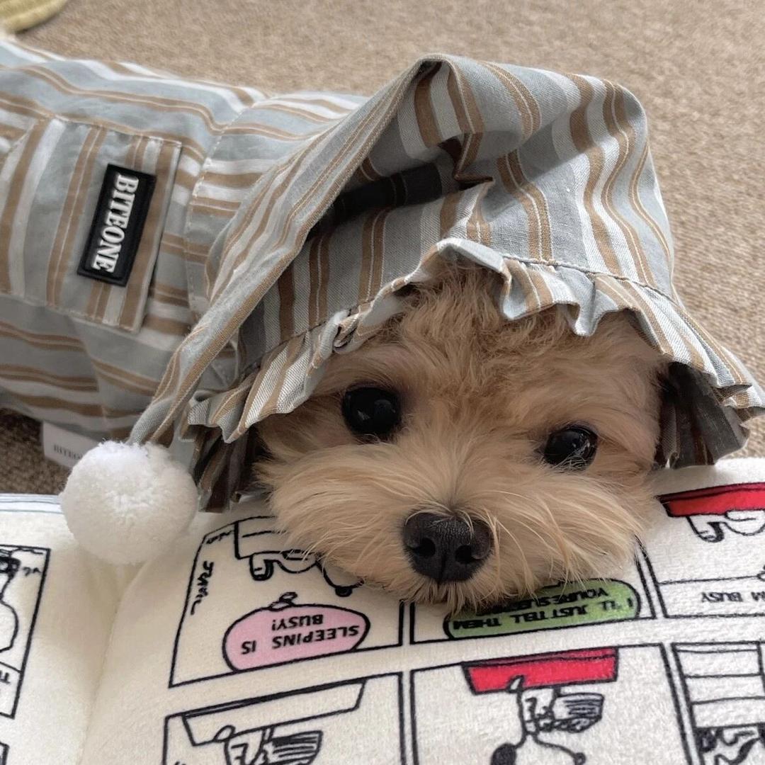 小小卷不动了🎄