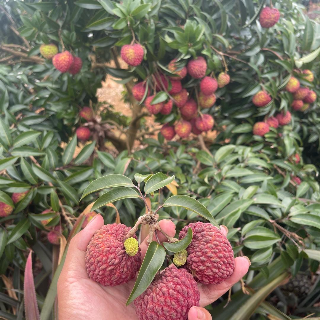 AA农林园艺臻选阁