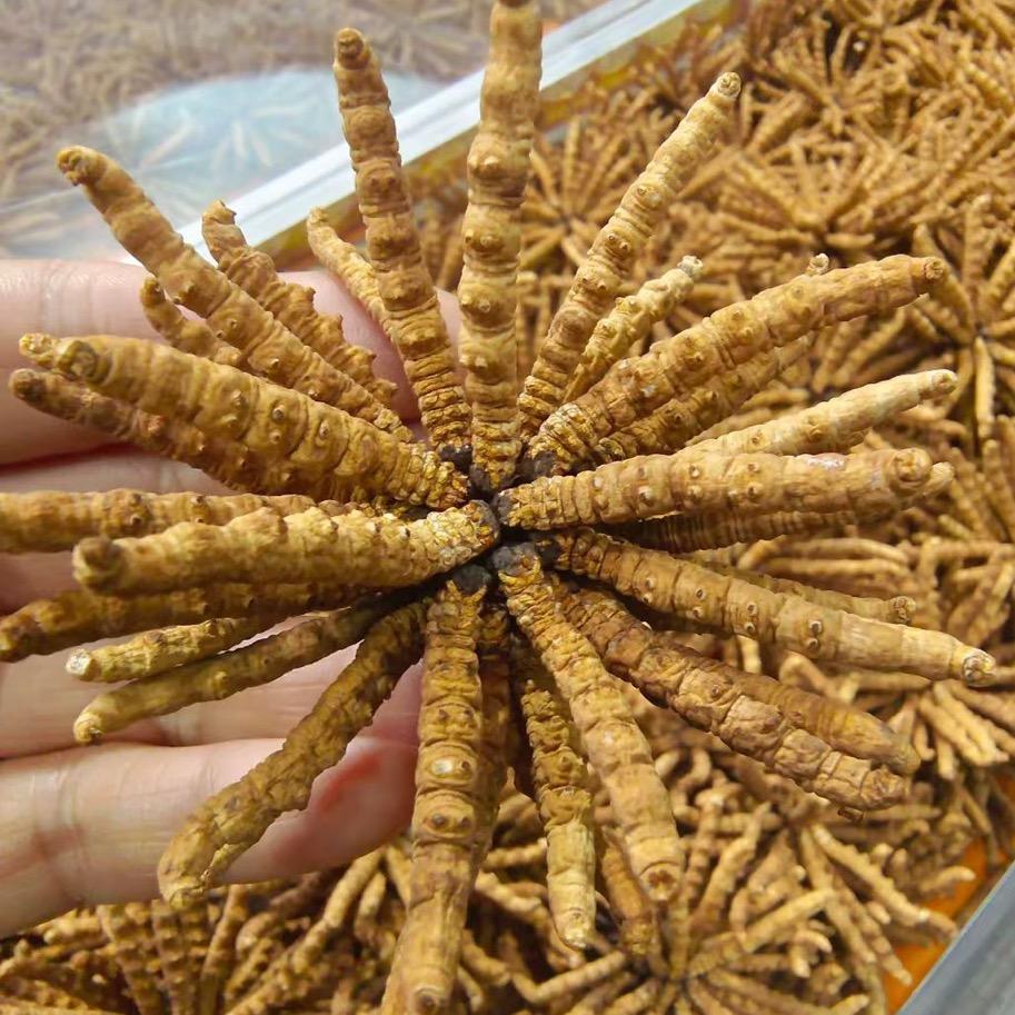 花香自来