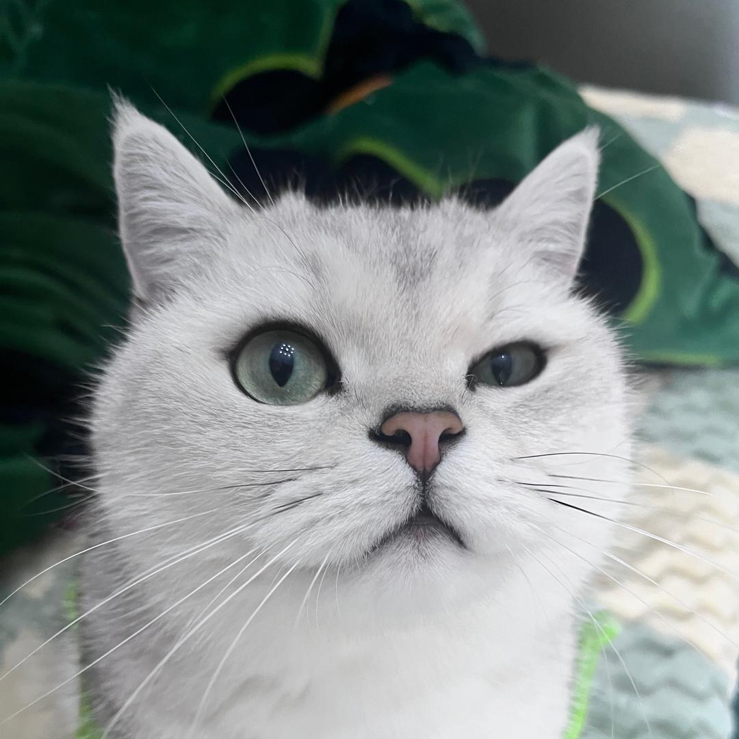 小七