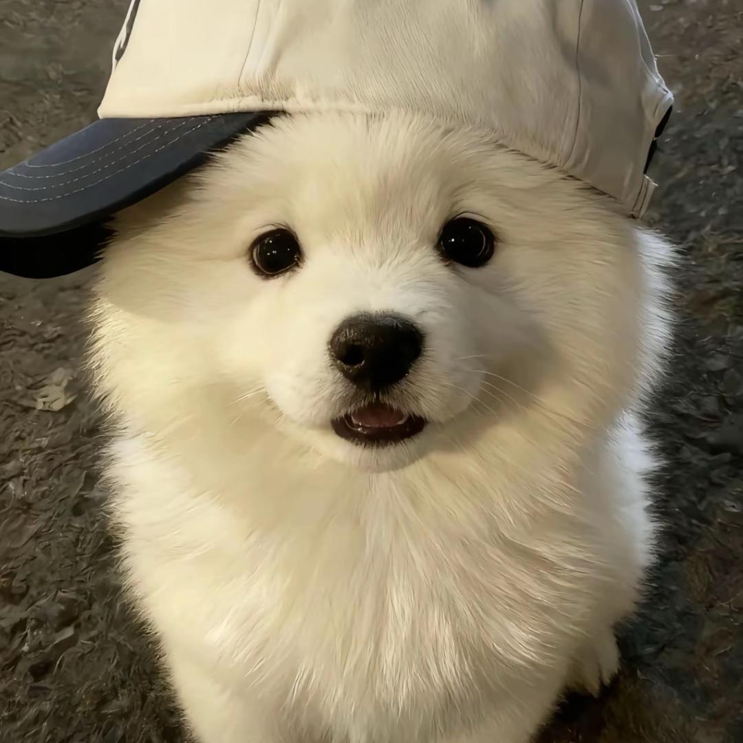 懒洋洋🐐