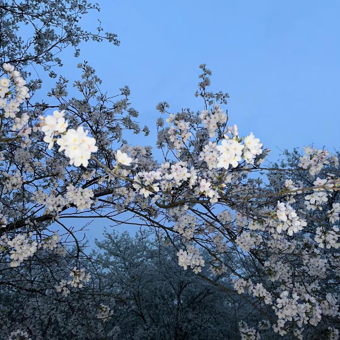 别打了不要再打了