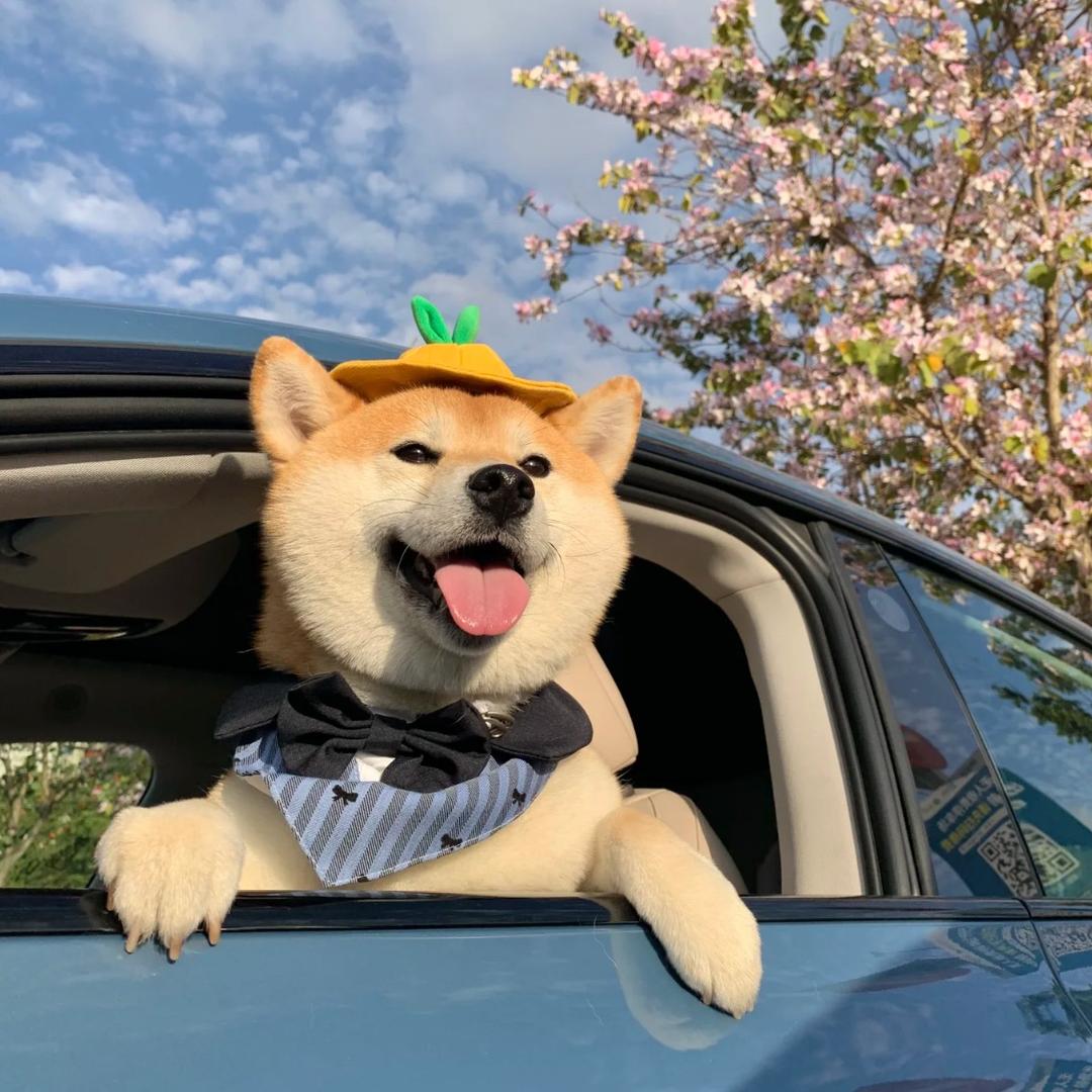 小噜🦌