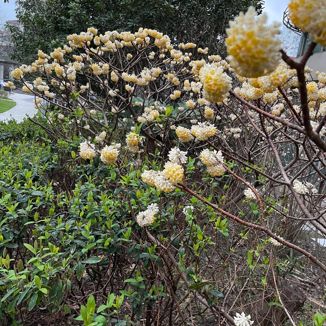 季帝