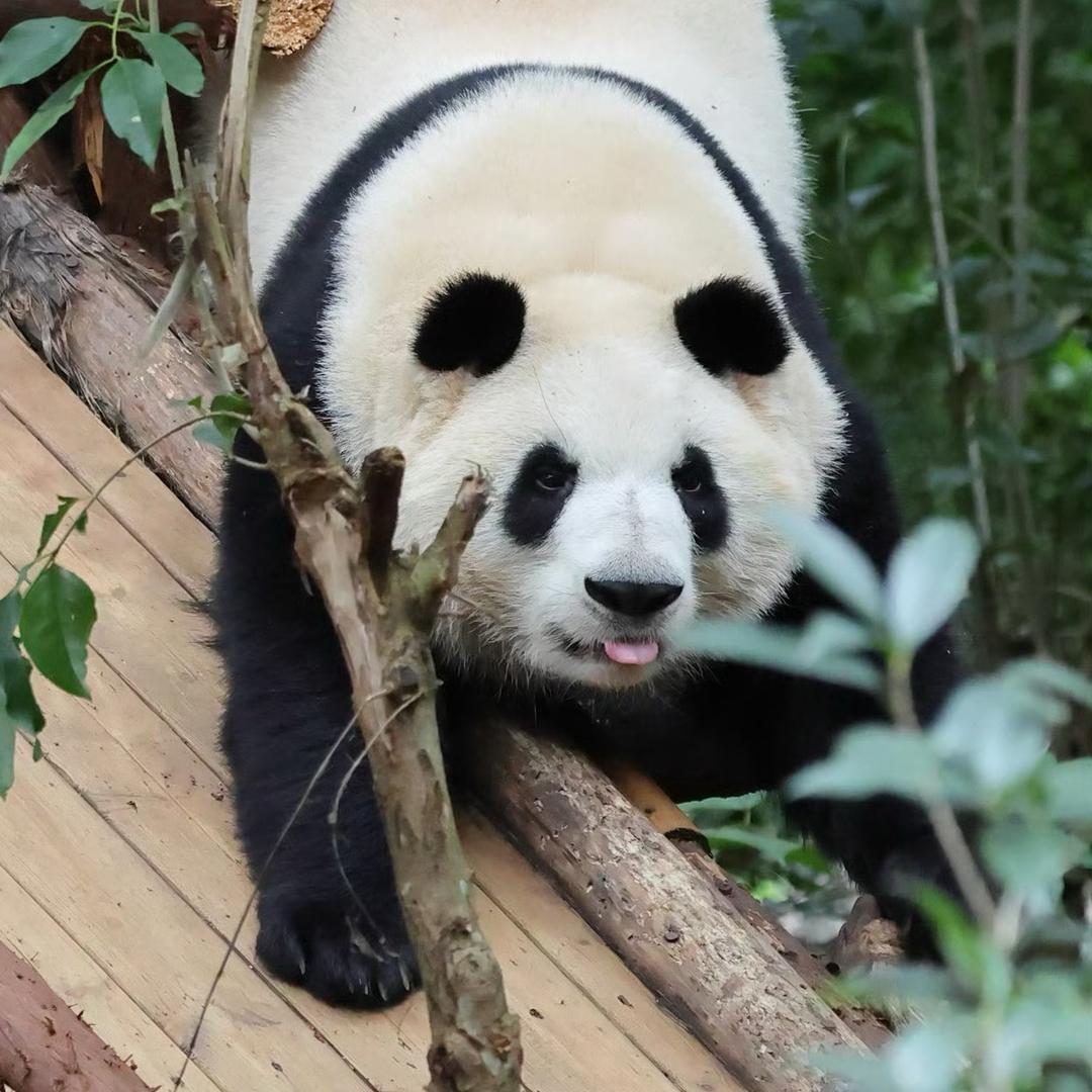 丸子爱吃香菜