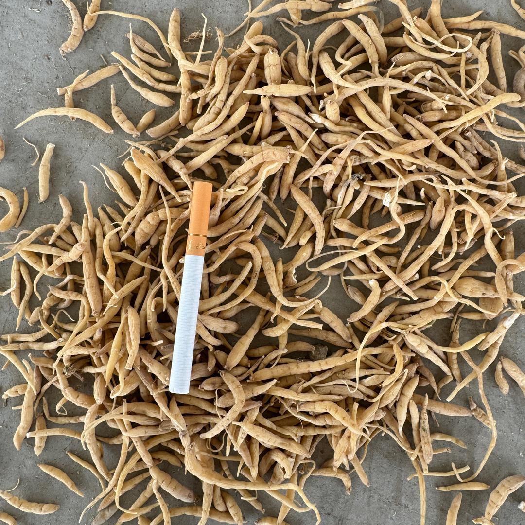 贵州太子参 李林