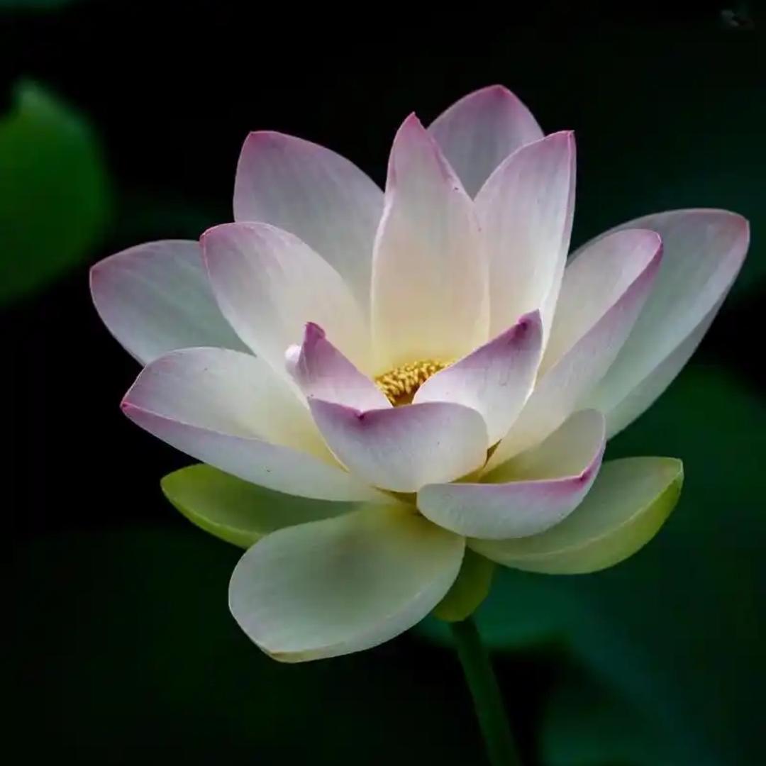 梅花冬梅