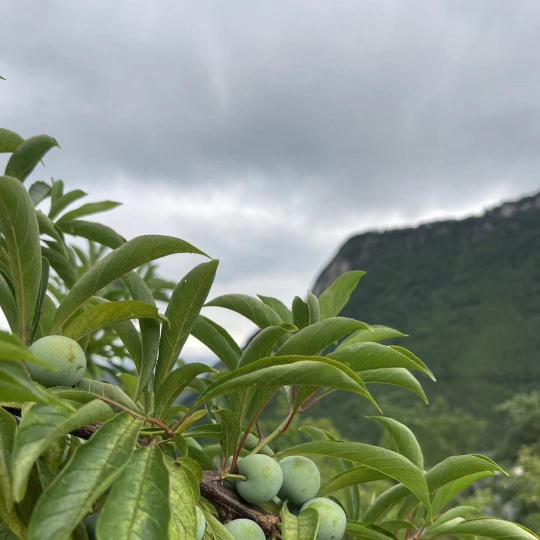 脆红李鲜果优选