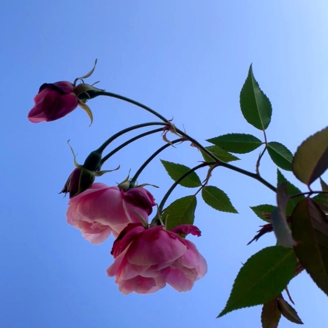 এ᭄ོ小🌶️辣🌶️椒࿐ᩚ