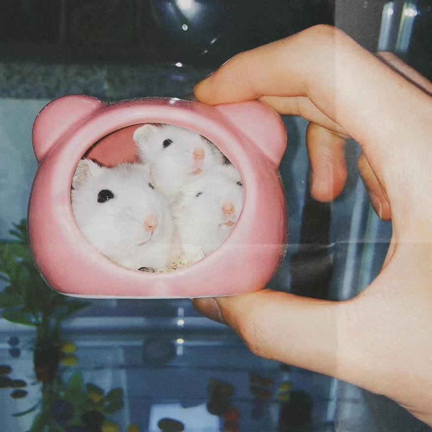 🌈落日桃花空悲切