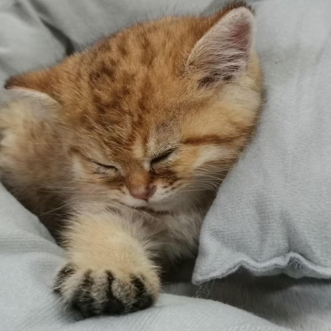 Yuki