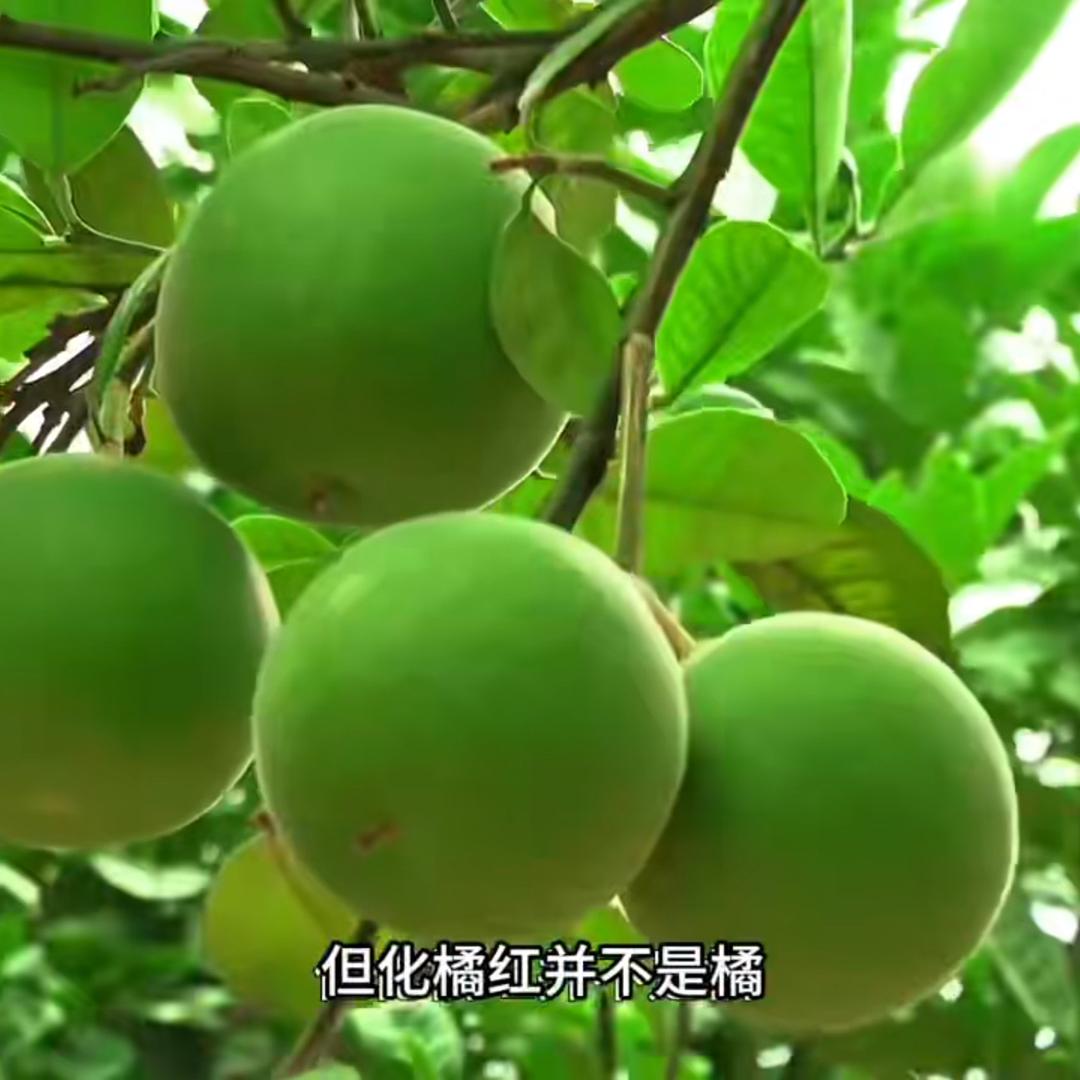 橘富堂化州橘红
