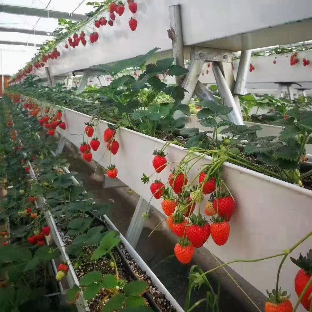 绿丰蔬菜苗