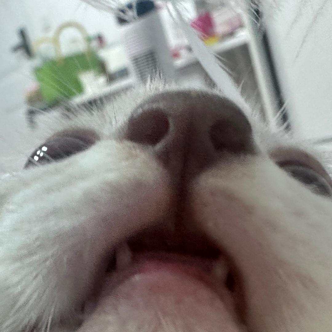 十一是只咪