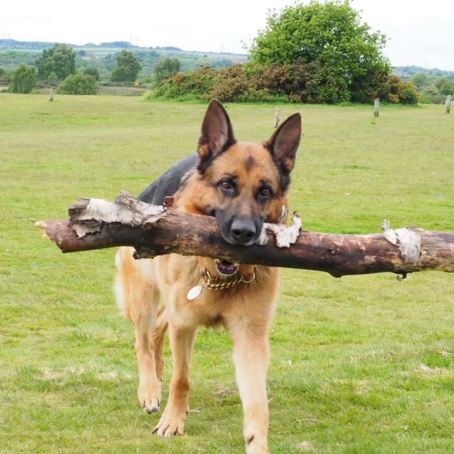 安心德牧宠物小铺