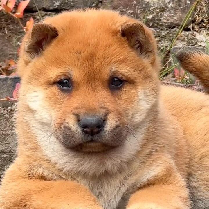 包子家田园犬