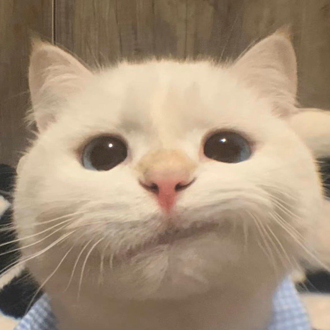 加菲猫爱吃千层饼.