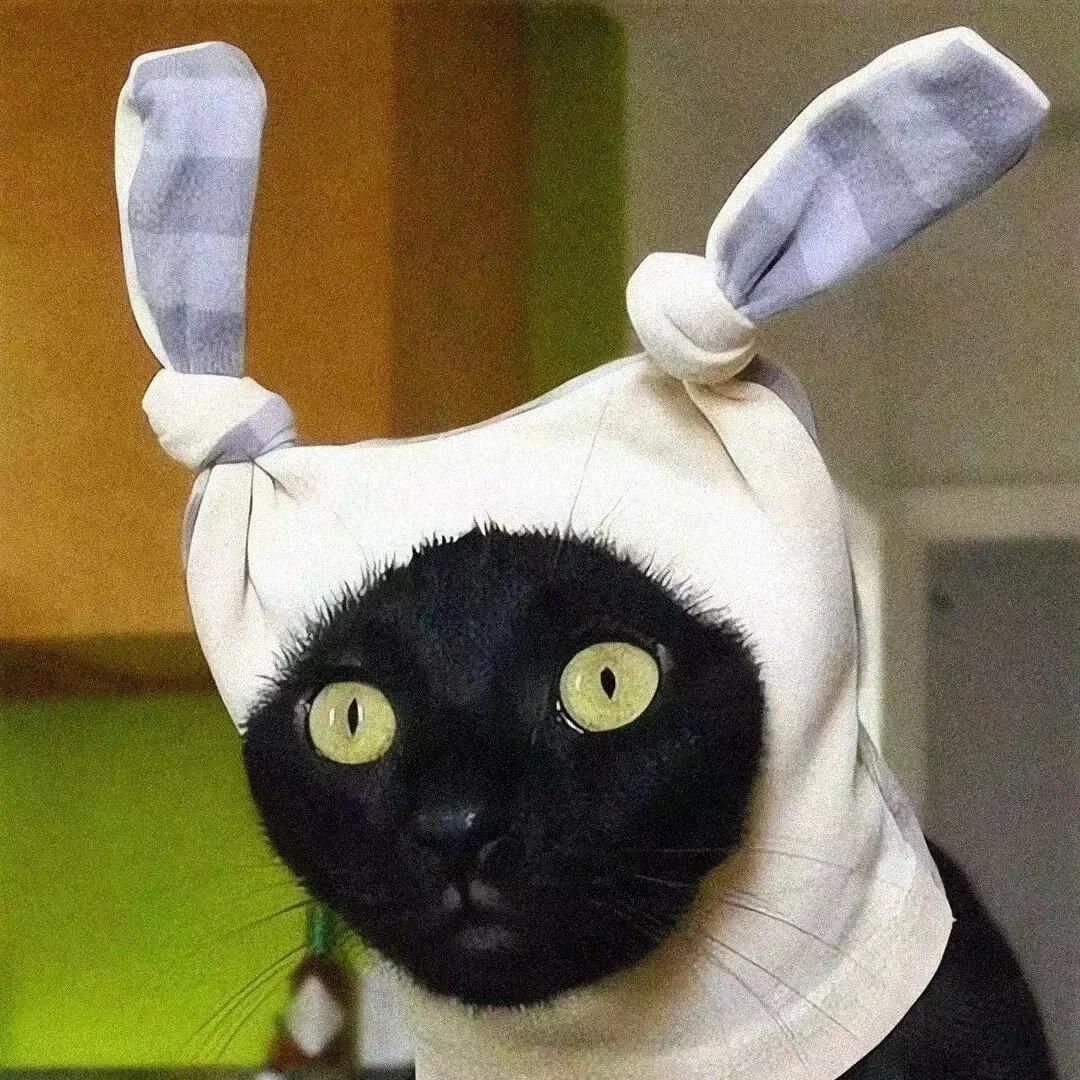 没脑子